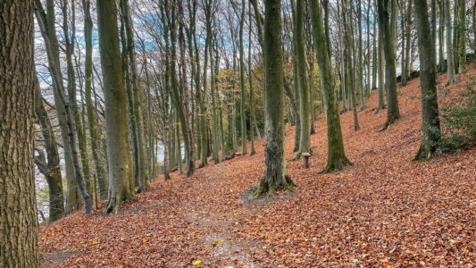 Upper Linacre Reservoir 13