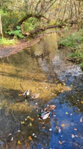 Upper Linacre Reservoir 14