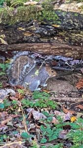 Upper Linacre Reservoir 6