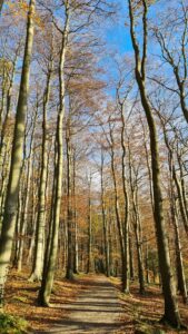 Upper Linacre Reservoir 7