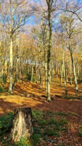 Upper Linacre Reservoir 12